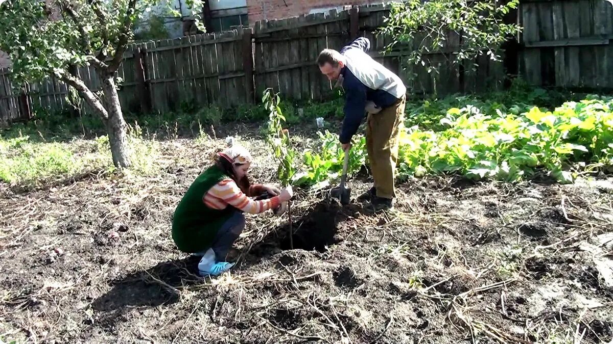 Можно посадить черешню. Посадка деревьев в огороде. Саженцы на участке. Вишни на участке посадка. Саженцы для сада и огорода.