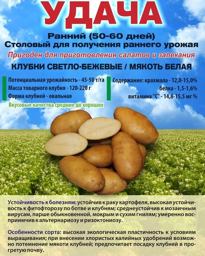 Сорт картофеля удача характеристика. Картофель семенной крепышсуперэлита. сорт картошки вымпел. семенной картофель вымпел. супер старт элита картофель.