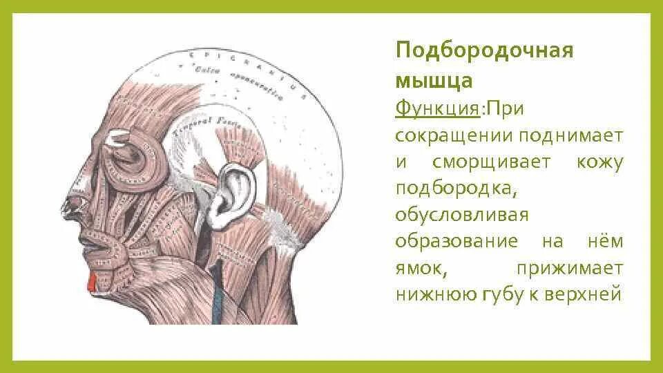 Подбородочная мышца. Подбородочная мышца m. Подбородочная мышца m. Мышца поднимающая подбородок. Подбородочно подъязычная мышца шеи функции.