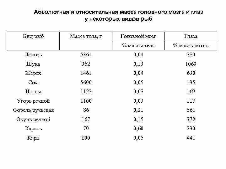 Абсолютная масса c. Абсолютная и Относительная масса. Относительная масса мозга. Относительная масса мозга человека. Что такое абсолютная и Относительная масса мозга.