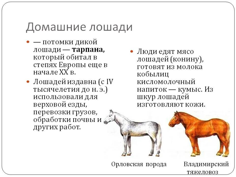 Домашние животные сравнение. Дикие лошади описание. Домашнее животное лошадь информация. Домашние лошади презентация. Домашние млекопитающие коневодства.