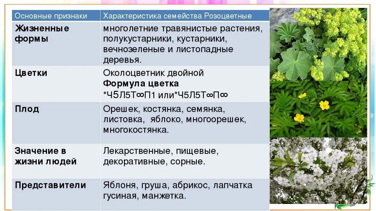 Среди кустарников преобладает. Характерные признаки семейства Розоцветные таблица. Манжетка Альпийская. Семейство Розоцветные жизненные формы растений. Характеристика семейства Розоцветные.