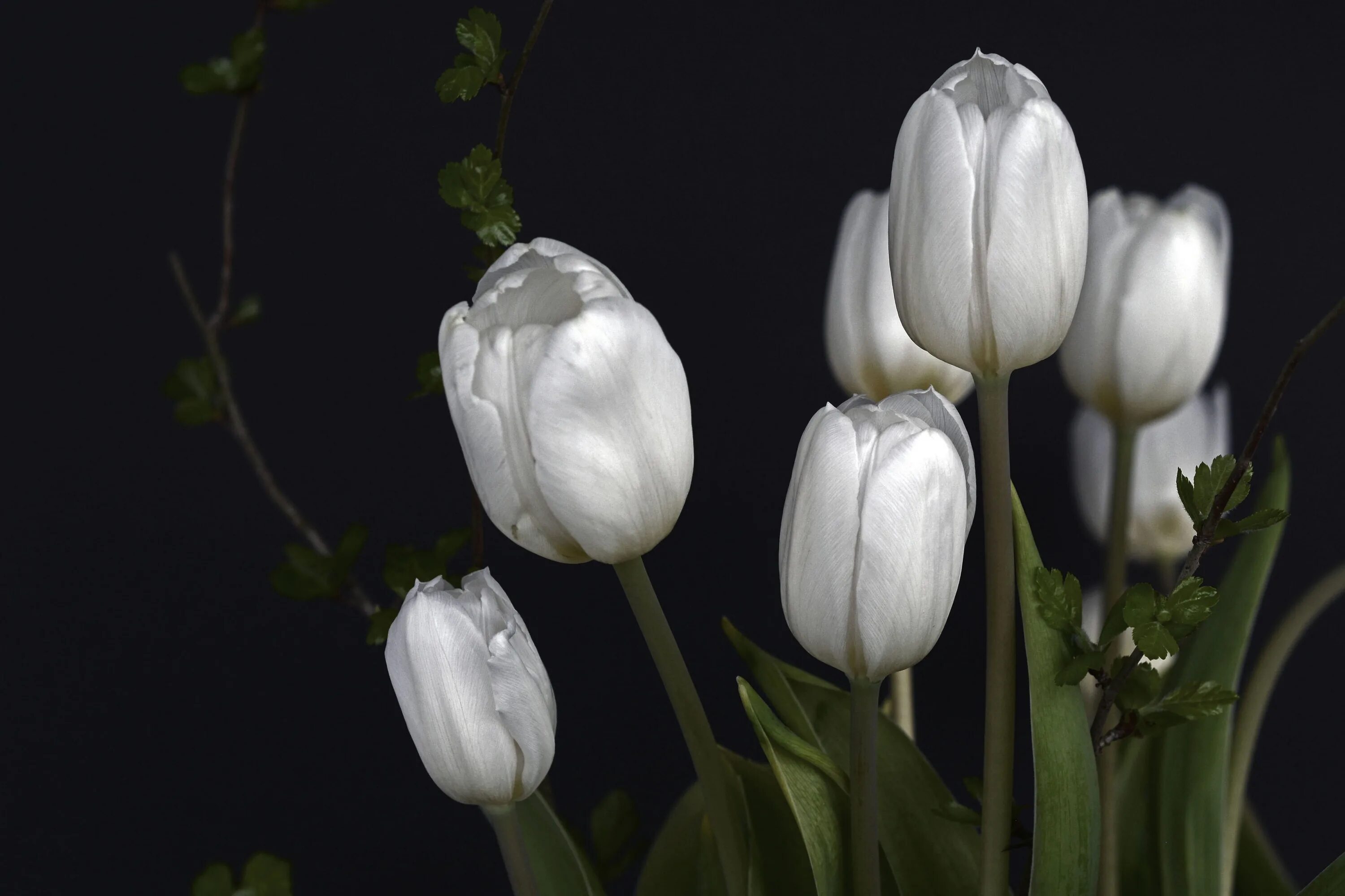 White tulip