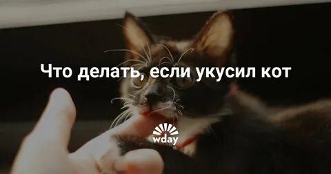 Укусил домашний кот что делать