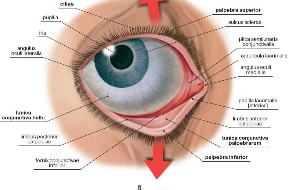 Где край века. Строение глаза человека конъюнктива. Строение глаза человека конъюнктивальный мешок. Строение глаза анатомия конъюнктива. Строение глаза конъюнктива склера.