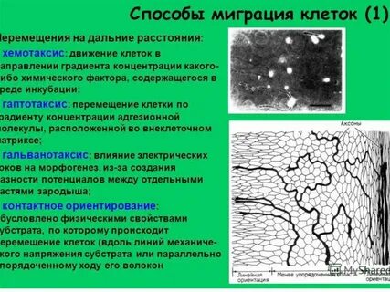 Метод миграции