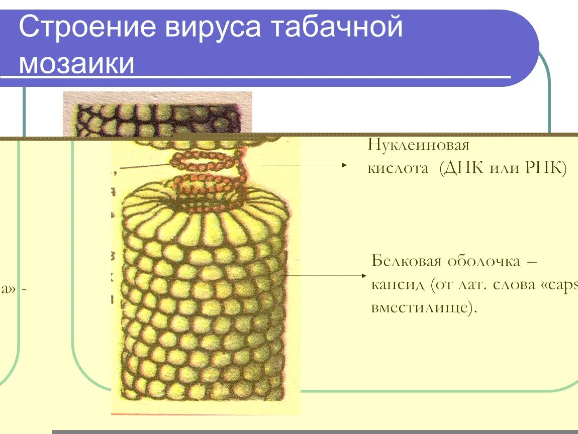 Строение вирус на примере вируса табачной мозаики Методическая разработка "Теория для подготовки к блоку № 2 ОГЭ по биологии: приз