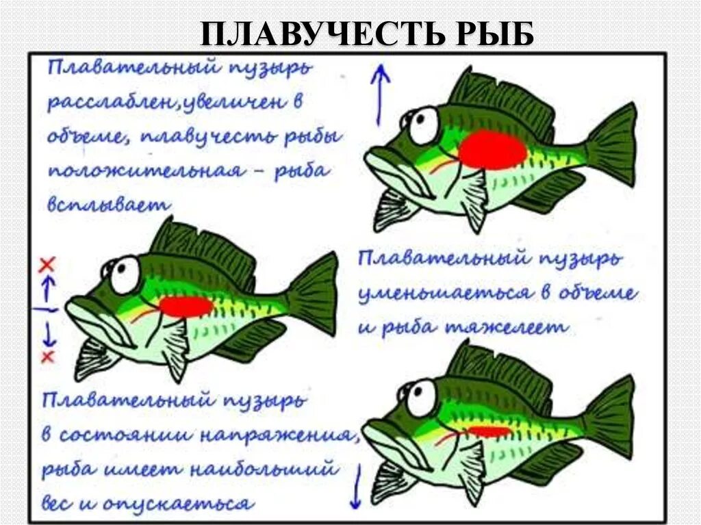 Пищеварительная система класса рыб. Пищеварительная система рыб. Органы пищеварительной системы рыбы. Нейтральная плавучесть. Положительная плавучесть.