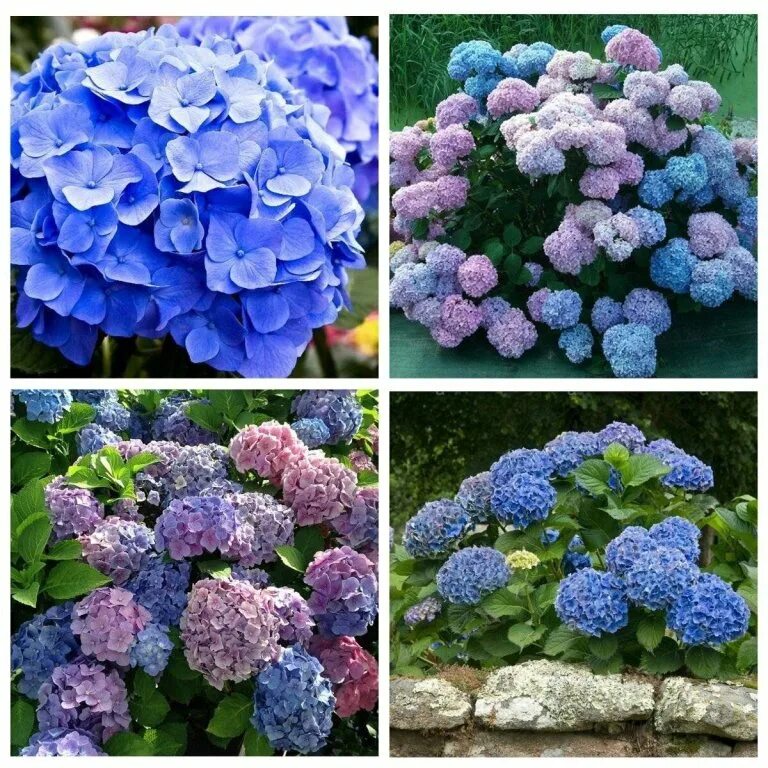 Endless Summer Hydrangea Bright Blooms - 3 Gallon - PlantingTree Planting hydran
