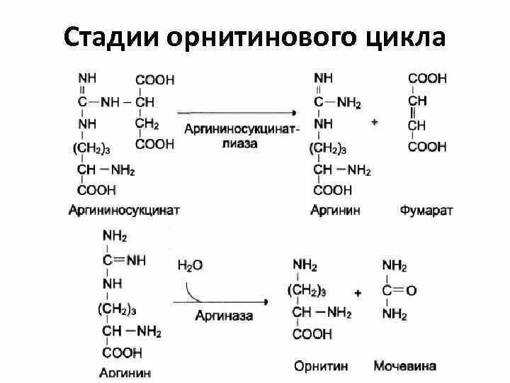 Схема орнитинового цикла биохимия. Орнитиновый цикл первая реакция. Орнитиновый цикл синтеза мочевины. Реакции цикла мочевинообразования (орнитинового цикла).. Орнитиновый цикл реакции