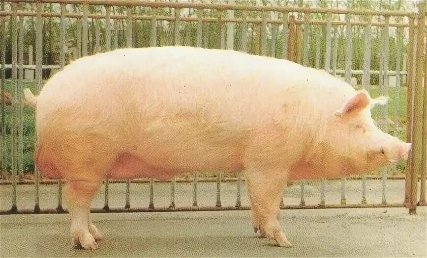 Ливенская свинья. Ливенская порода свиней. Крупная белая Ливенская свинья. Поросята Ливенская белая. Ливенская порода поросят.