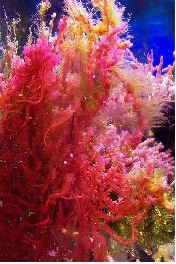 Красные водоросли глубина. Хетаморфа водоросль. Красные водоросли на глубине. Хетаморфа в аквариуме. Водоросль ред грейп фото.