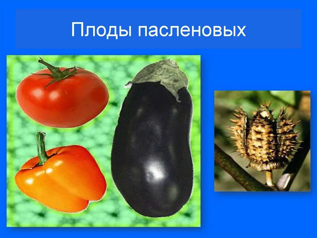 Технические пасленовые растения. Плод коробочка у пасленовых. Тип плода пасленовых. Плоды пасленовых называют. Плоды пасленовых называют.