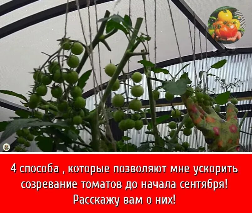 Как ускорить созревание томатов в теплице. Ускорители созревания томатов. ускорить созревание томатов. созревание помидор. томаты дозревающие на окне.