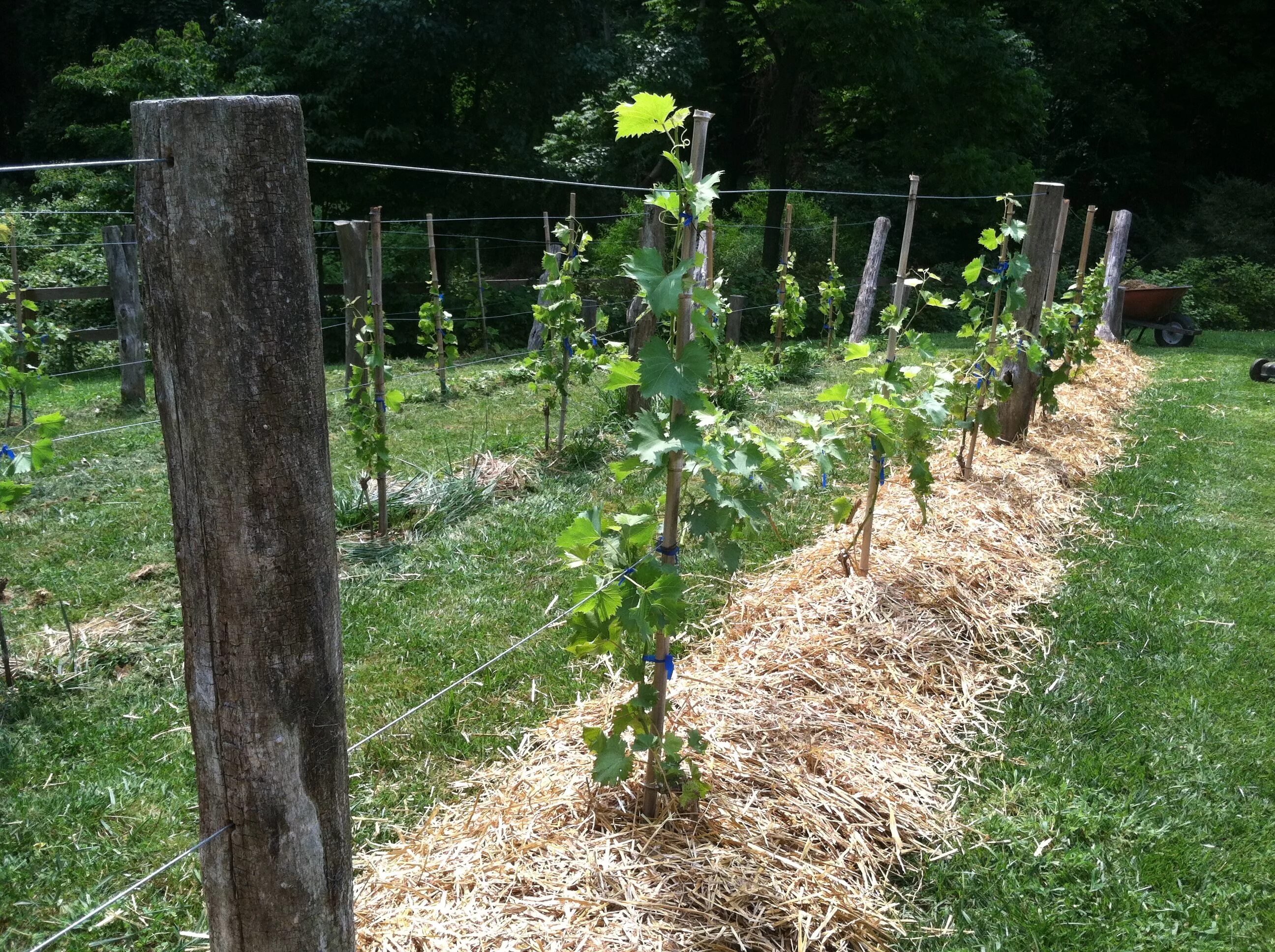 Шпалера виноград многоштамбовая. Виноградная лоза на шпалере. Grape Trellis. Шпалера для винограда на даче.