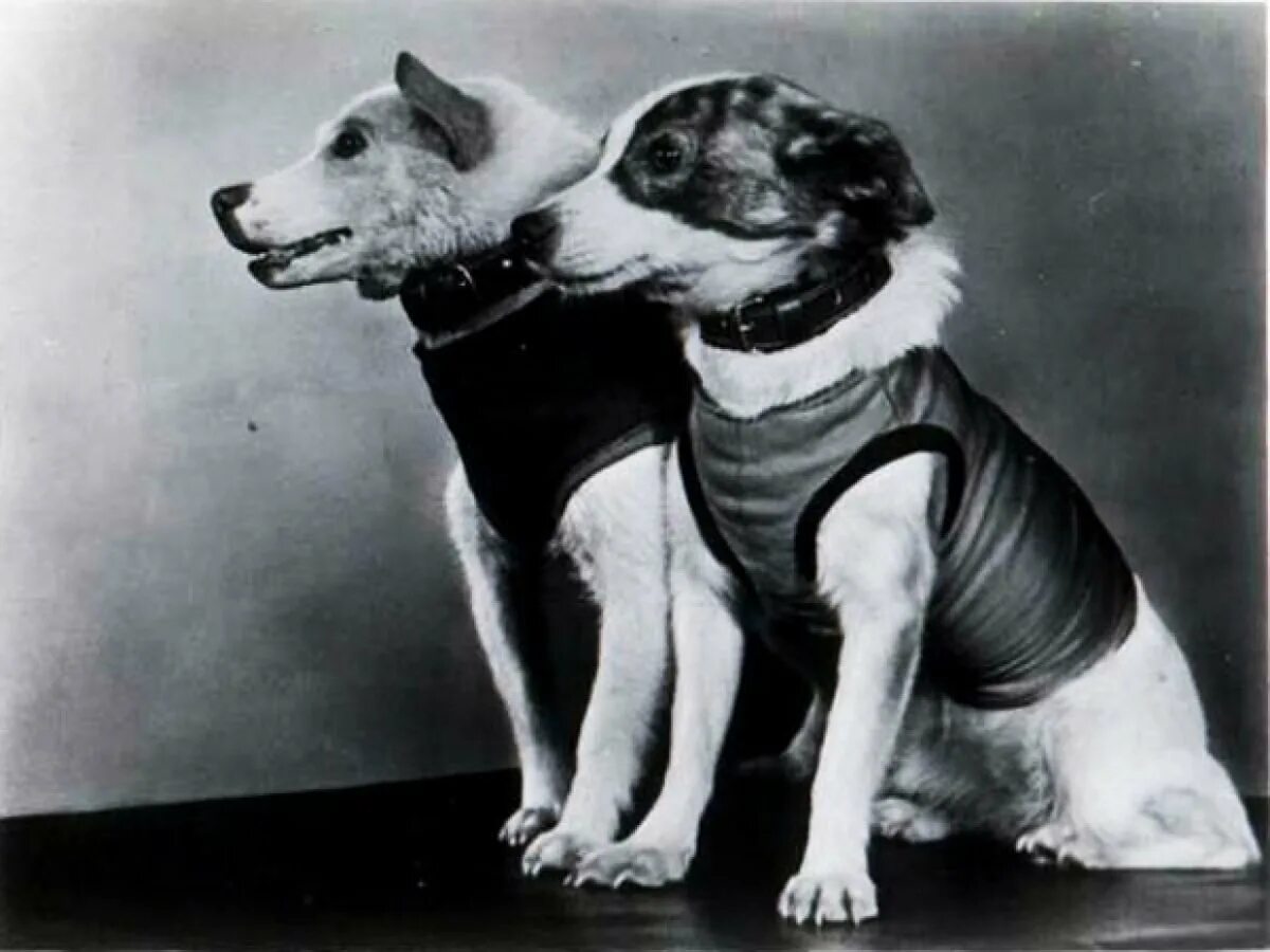 Первое живое существо совершившее орбитальный. Полет в космос собак белки и стрелки. Первые собаки космонавты белка и стрелка. Белка и стрелка 1960 год. Белка и стрелка 19 августа 1960 г.собаки.