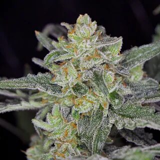 Haze piece present