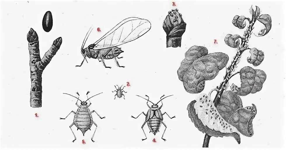Какое развитие у тли. Цикл развития тли схема. Капустная тля цикл развития. Жизненный цикл тли схема. Цикл развития тли садовой.