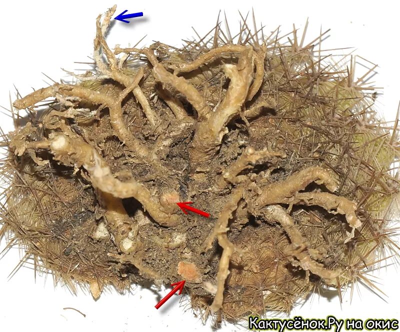 Увлекаться корень. Корневая нематода кактусы.