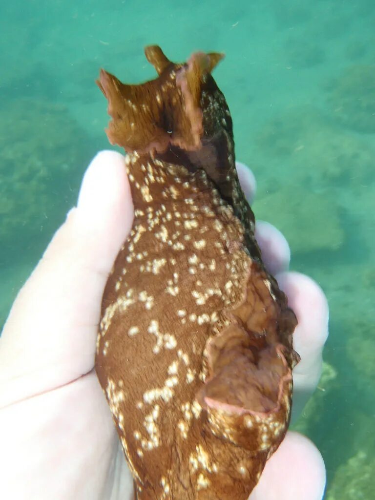 Моллюском аплизией. Морской заяц Aplysia. Морской заяц моллюск аплизия. Черный морской заяц СЛИЗНЯК. Аплизия морской кролик.