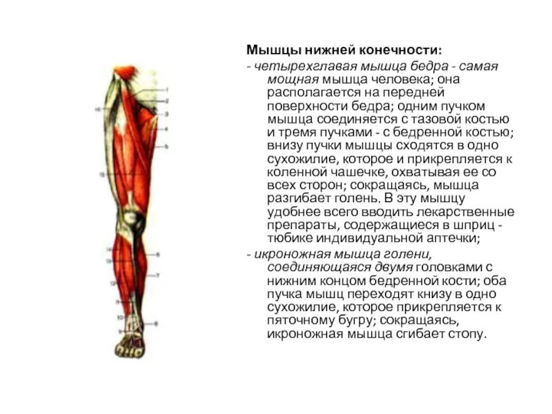 Функции нижних конечностей. Мышцы пояса нижней конечности функции. Мышцы свободной нижней конечности функции. Мышцы свободных нижних конечностей бедро.