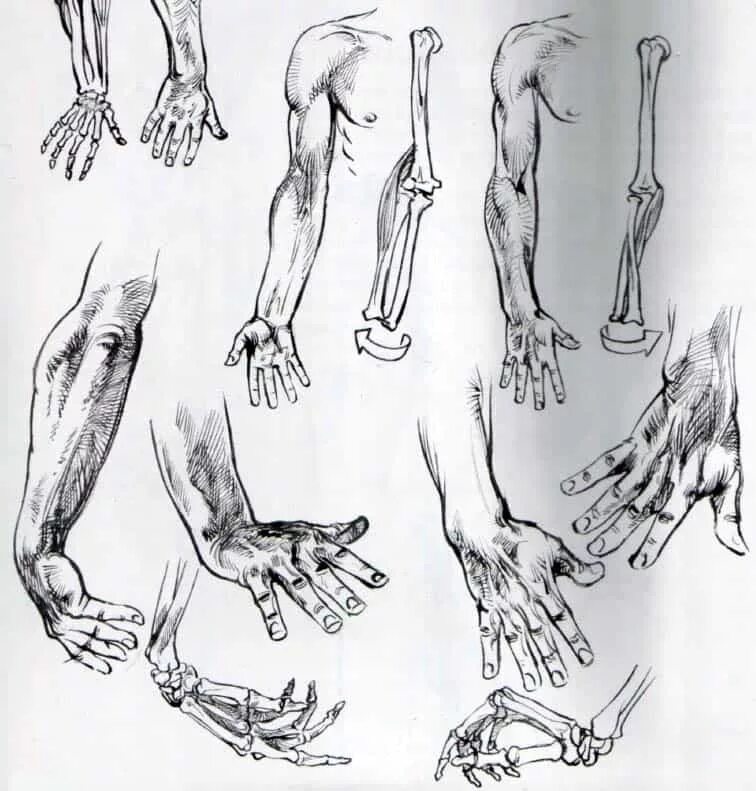 Наброски кистей рук. Рука анатомия рисунок. Анатомия рук для рисования. Анатомия руки человека для художников.