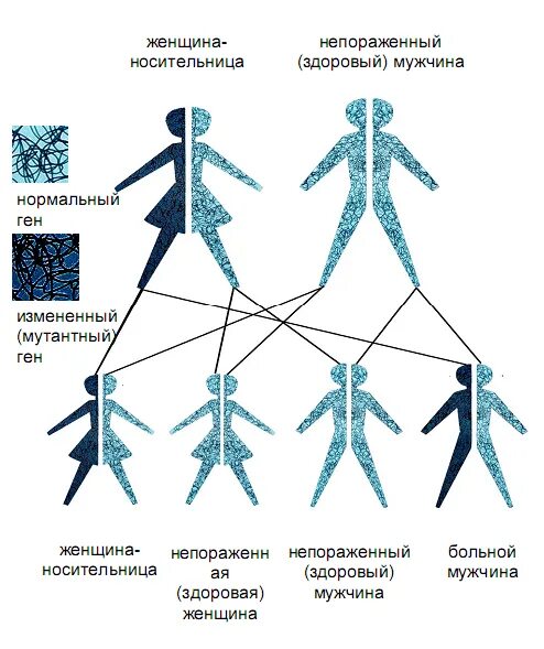Гены детей от первого мужчины. Схема передачи x хромосомы. Генетика х и у хромосомы. Женские и мужские хромосомы. Мужские и женские гены.