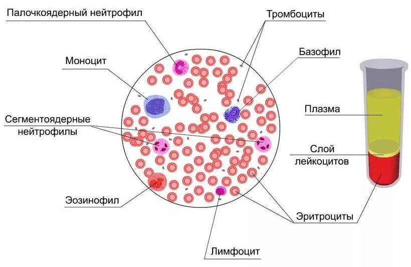 Кровь строение рисунок. Клетки крови схема под микроскопом. Строение крови человека рисунок. Строение клеток крови. Клетки крови с подписями.