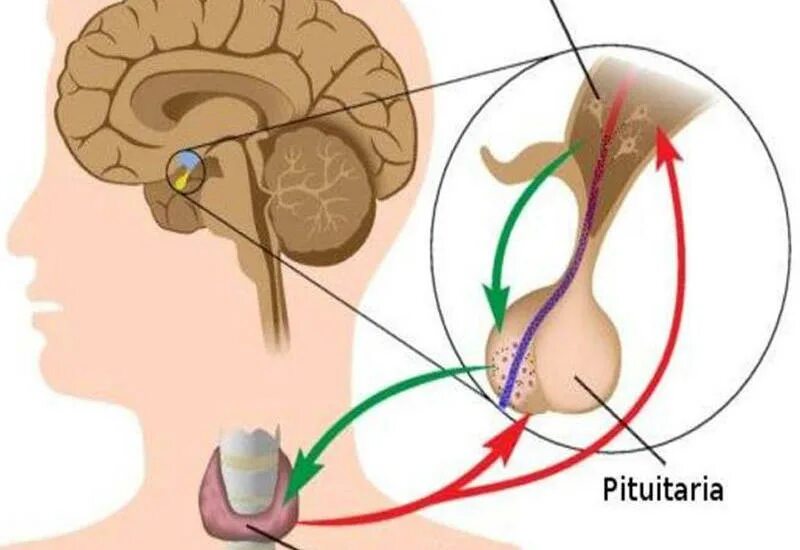 Гипофиз у мужчин. Система гипоталамо гипофиз щитовидная система. Гипофиз и щитовидная железа. Гипофиз и щитовидная железа связаны между собой.