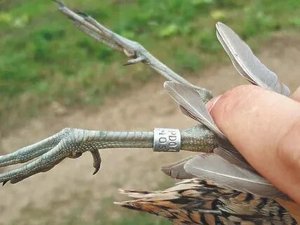 Окольцевать