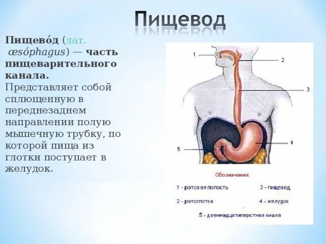 Схема пищевода системы человека. Пищевод и желудок анатомия человека. Строение пищевода человека. Органы пищевод человека