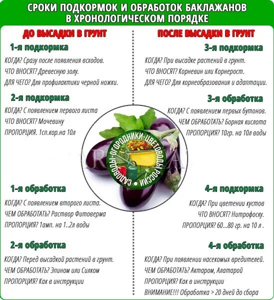 Полью какое время. Подкормка баклажанов. Полью какое время. График подкормки гладиолусов. Схема подкормок земляники.
