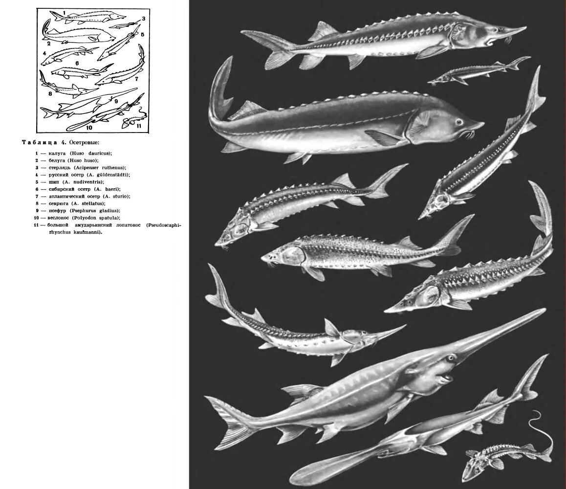 Ценные породы рыб. Семейство осетровые представители. Осетровые рыбы скелет. Семейство стерляди. Рыбы семейства осетровых Белуга.