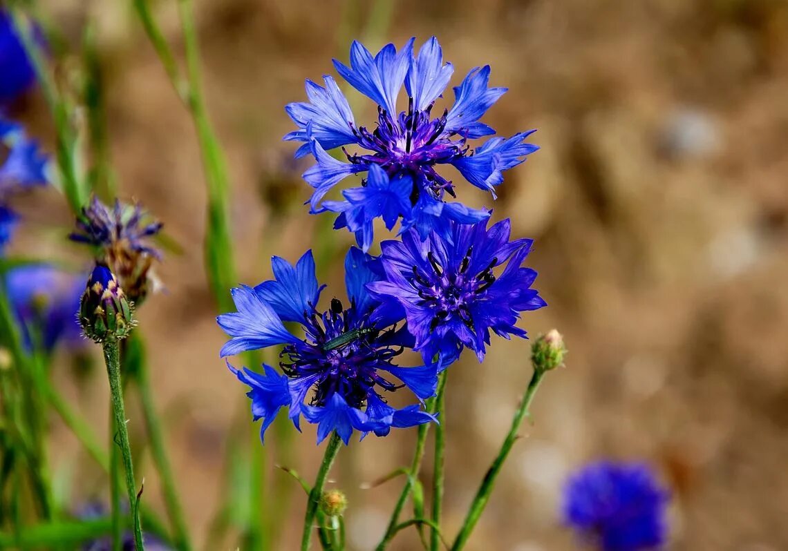 Василек пиндский (Centaurea pindicola). Василёк Боровой. Василек фригийский синий. Василёк Донской.