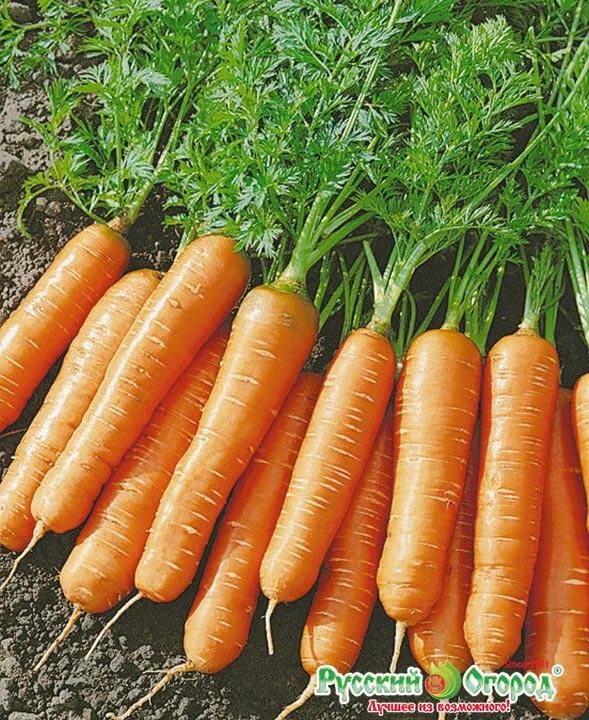 "антоновские яблоки". Ранний свежий. Яблоко антоновка бунин. Морковь балтимор f1 (150шт). Антоновка (сортотип яблони).