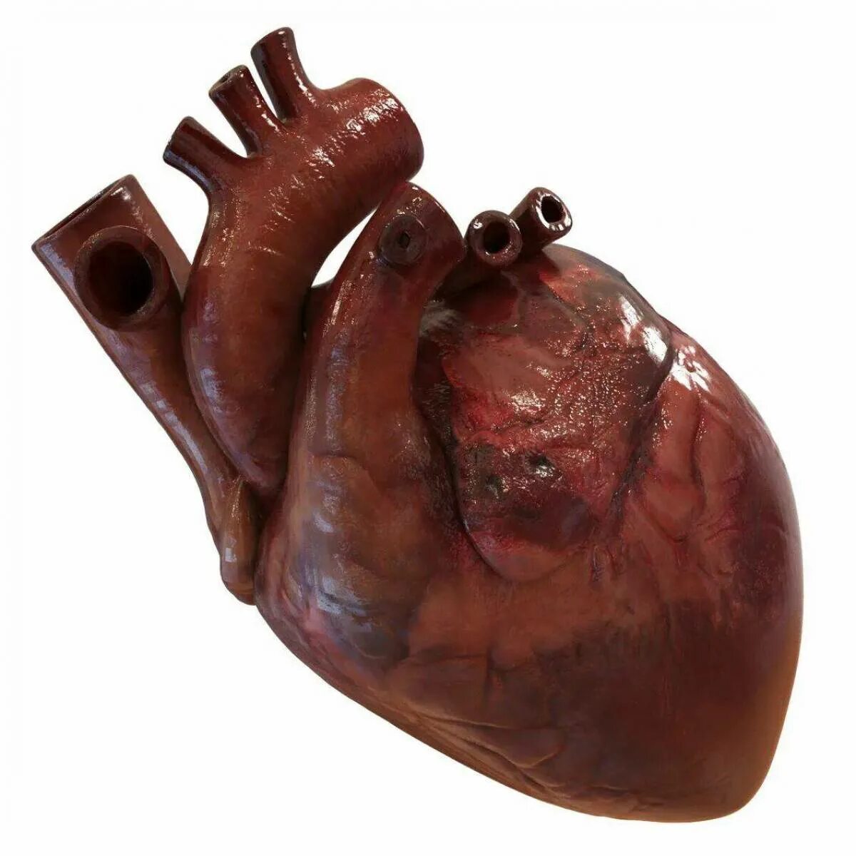 Муляж сердца человека. Макет сердца человека.