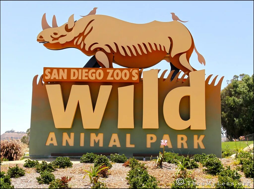 Zoo animals park. Сафари парк San Diego. Анимал парк. Зоопарк Сан-Диего. Итальянский зоопарк.