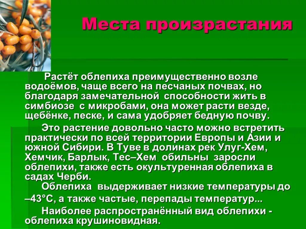 Условия мест произрастания. Тип условий местопроизрастания. Реликтовый женьшень. Условия произрастания. Яблоня ареал распространения.