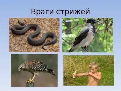 Враги стрижонка скрипа