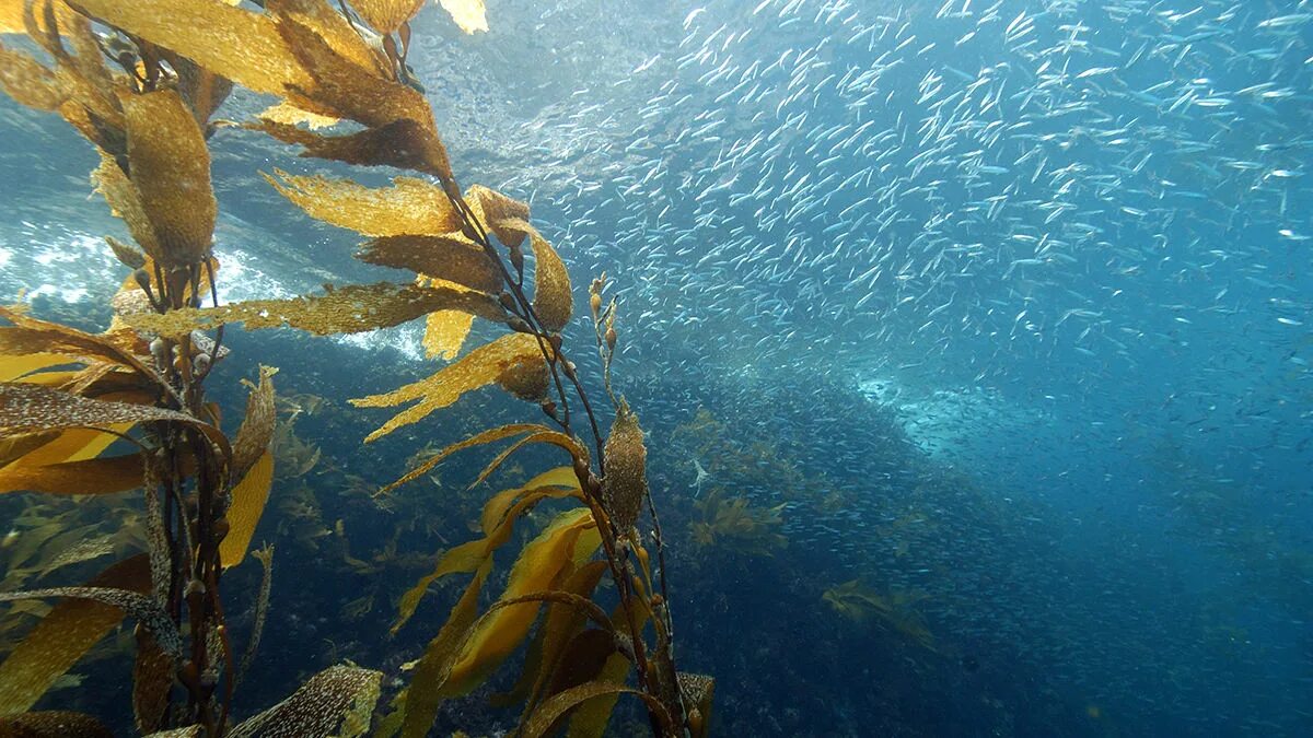 Водоросли келп ламинариевые. Ламинария Kelp. Отдел бурые водоросли макроцистис. Интересные водоросли.