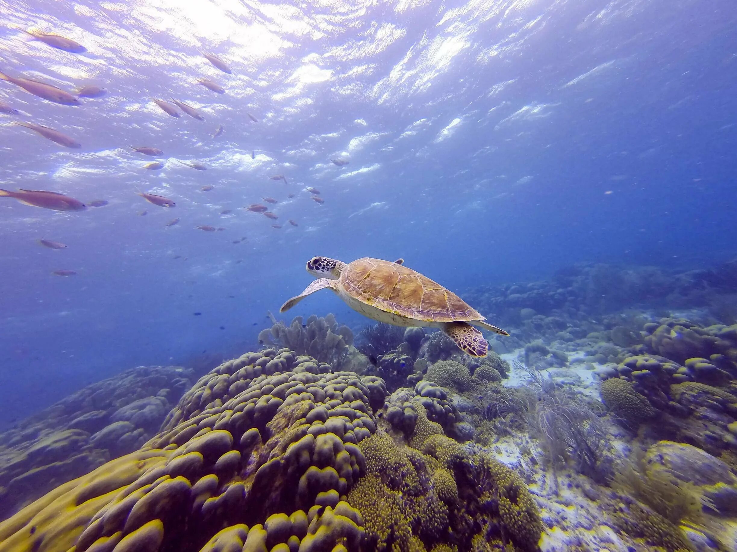 Подводный мир черного моря. Подводный мир черного моря. Подводный мир черного моря. Коралловые рифы красного моря. Подводный мир черного моря.