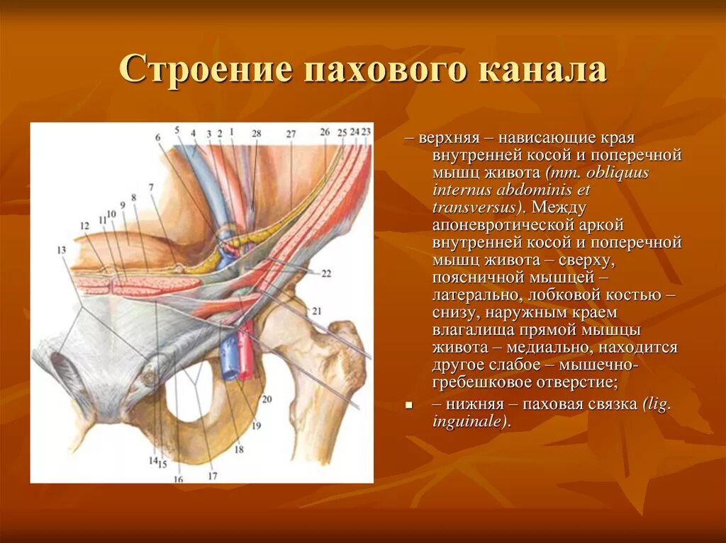 Пращевидная связка