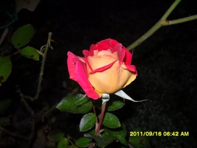 Post rose. Post rose