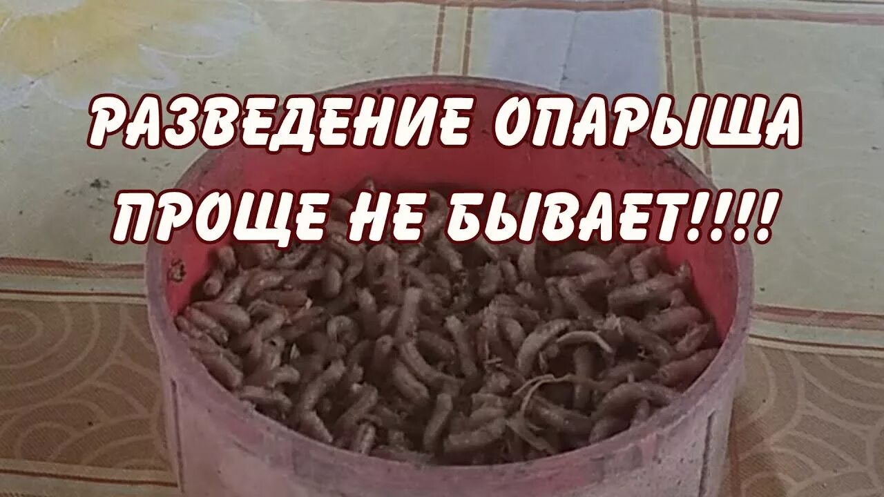 Как развести опарышей. Как развести опарышей для рыбалки.