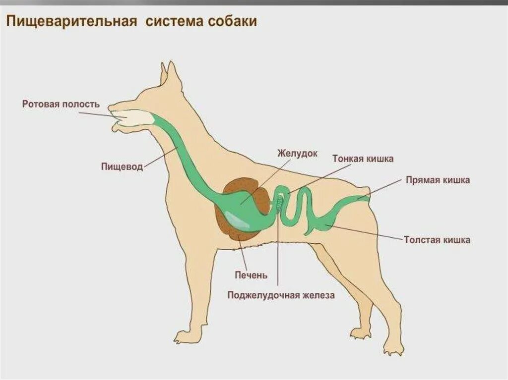 Последовательность процессов пищеварения у млекопитающих. Пищеварительная система собаки схема. Строение пищеварительной системы собаки. Анатомия пищеварительной системы собаки. Строение пищеварительной системы собаки схема.