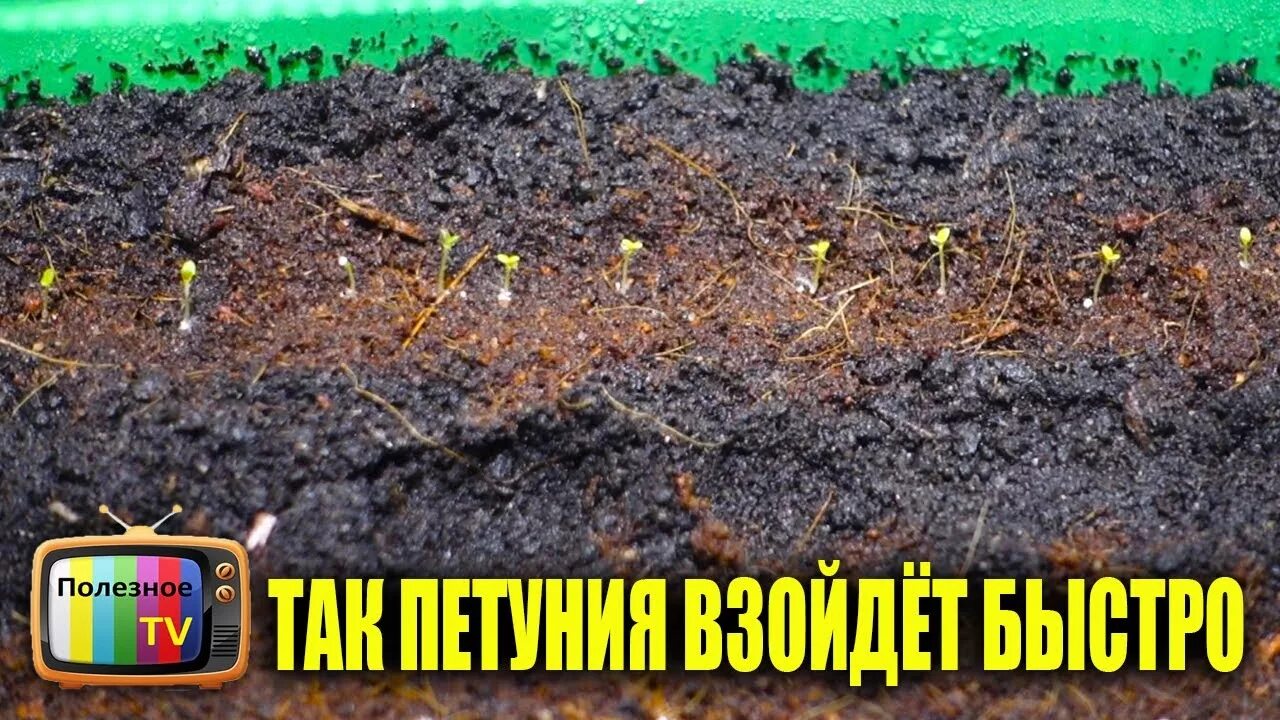 Как сохранить всходы петунии. Появление всходов петунии. всхожесть семян петунии.