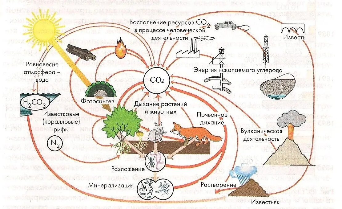 Биогеохимические циклы круговорот углерода в природе. Схема биологического цикла. Биохимический цикл рисунок. Биогеохимический цикл углерода схема. Круговорот веществ в биосфере обеспечивается