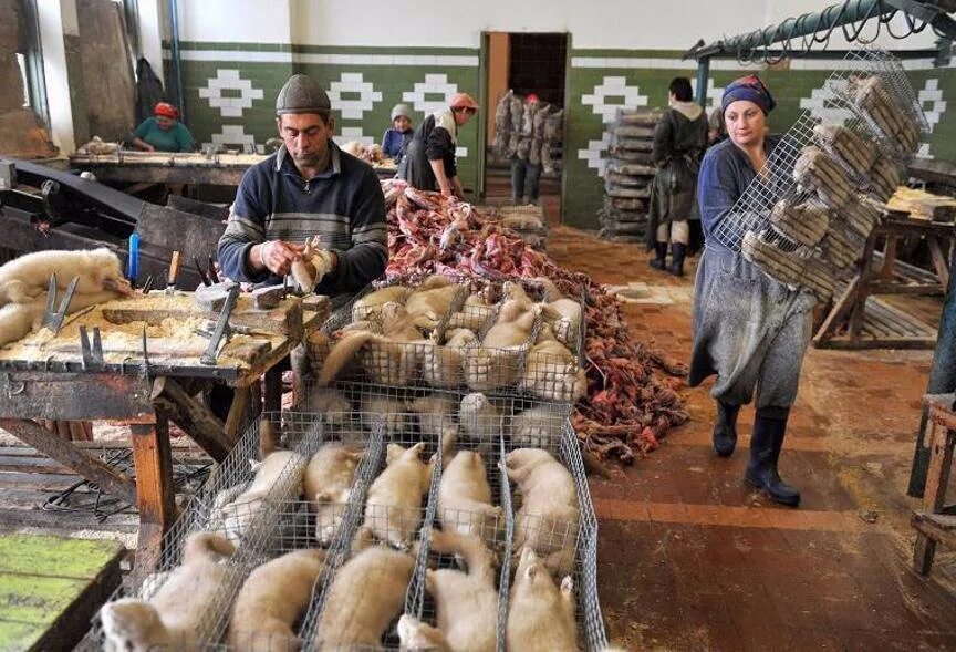 Шкурка норки. Ферма норок. Как снимают шкуру с норки. Сдирают шкуру с животных. Истребили норок в дании.