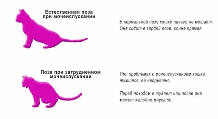 Поза кота при мочеиспускании. Позы котов при мочеиспускании. Частое мочеиспускание у кошки