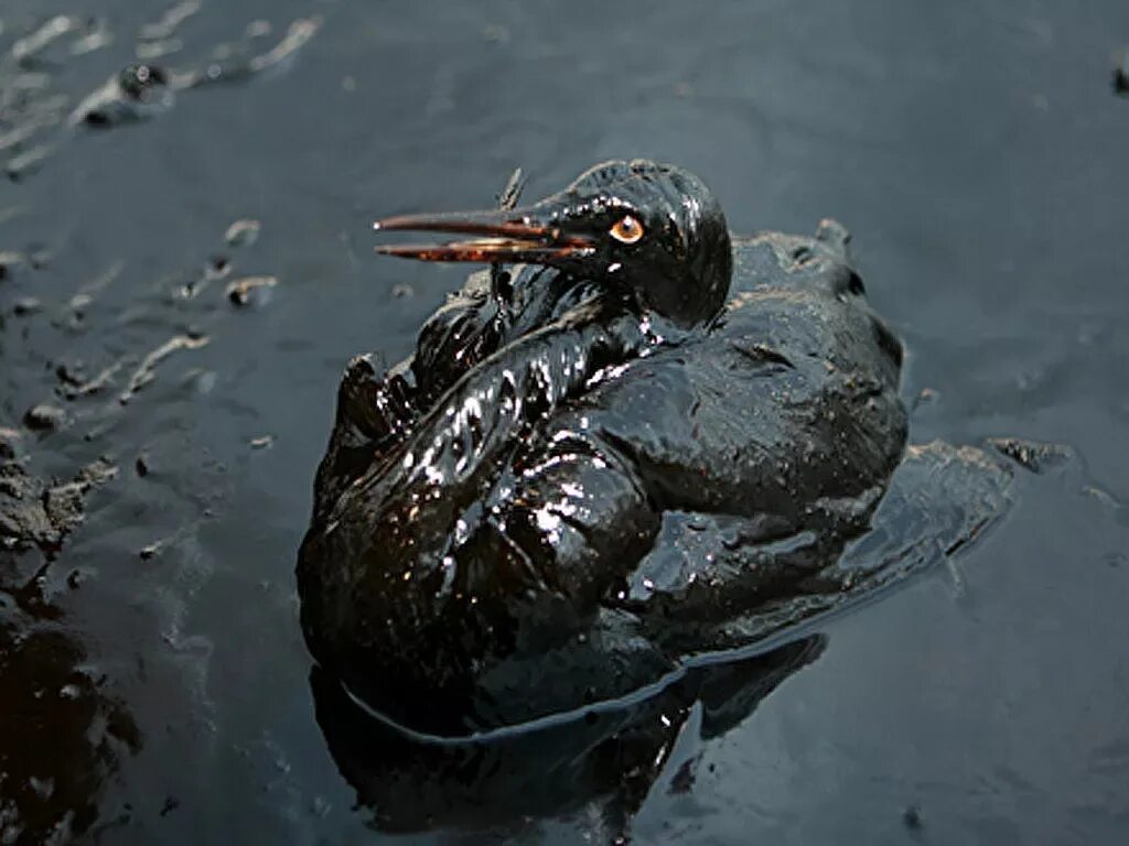 Разлив нефти птицы. Экологическая катастрофа. Птица в мазуте. Железо утонет в нефти